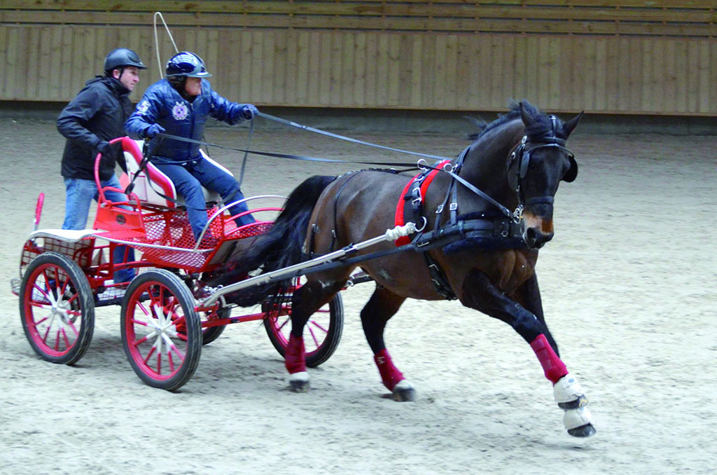 Pôle international du Cheval : attelages