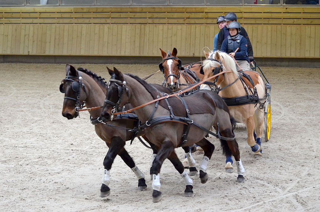 Deauville : Attelages en concours ce week-end !