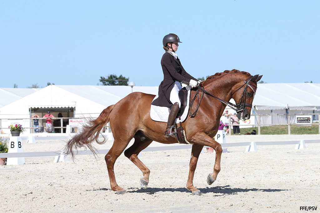 dressage equitation