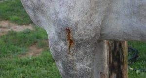 puncture wound on horse