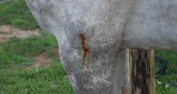 puncture wound on horse
