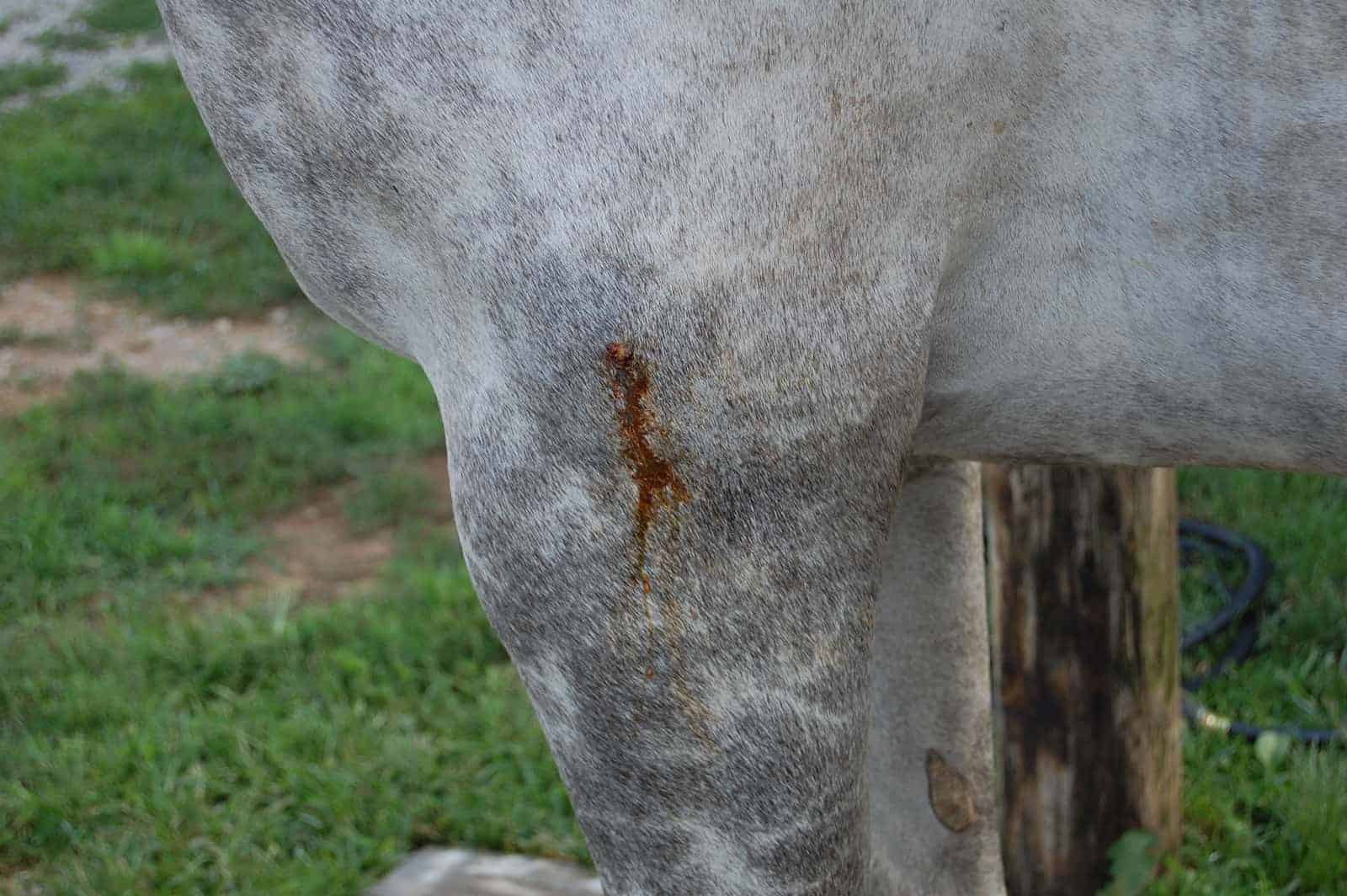 puncture wound on horse