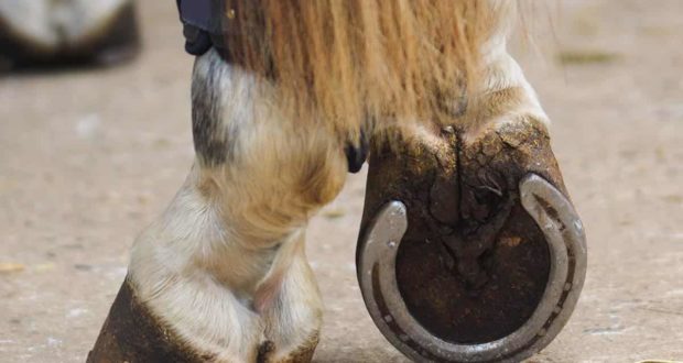 horse with hind shoes, resting one leg