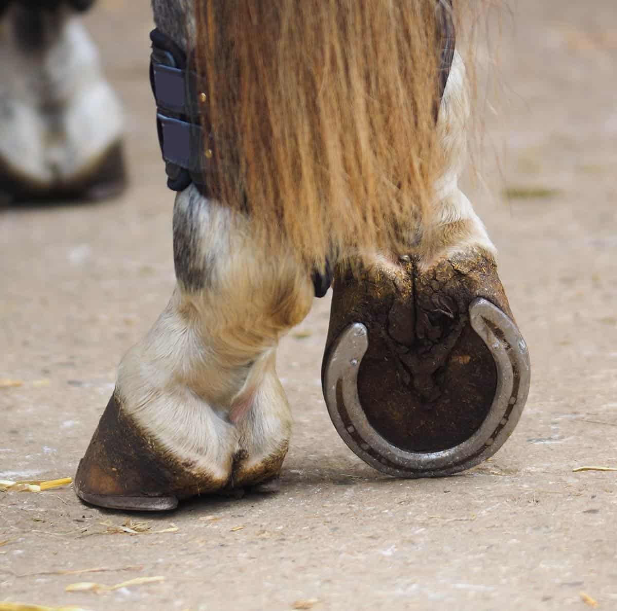 horse with hind shoes, resting one leg