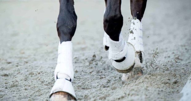 horse wearing boots, trotting in arena