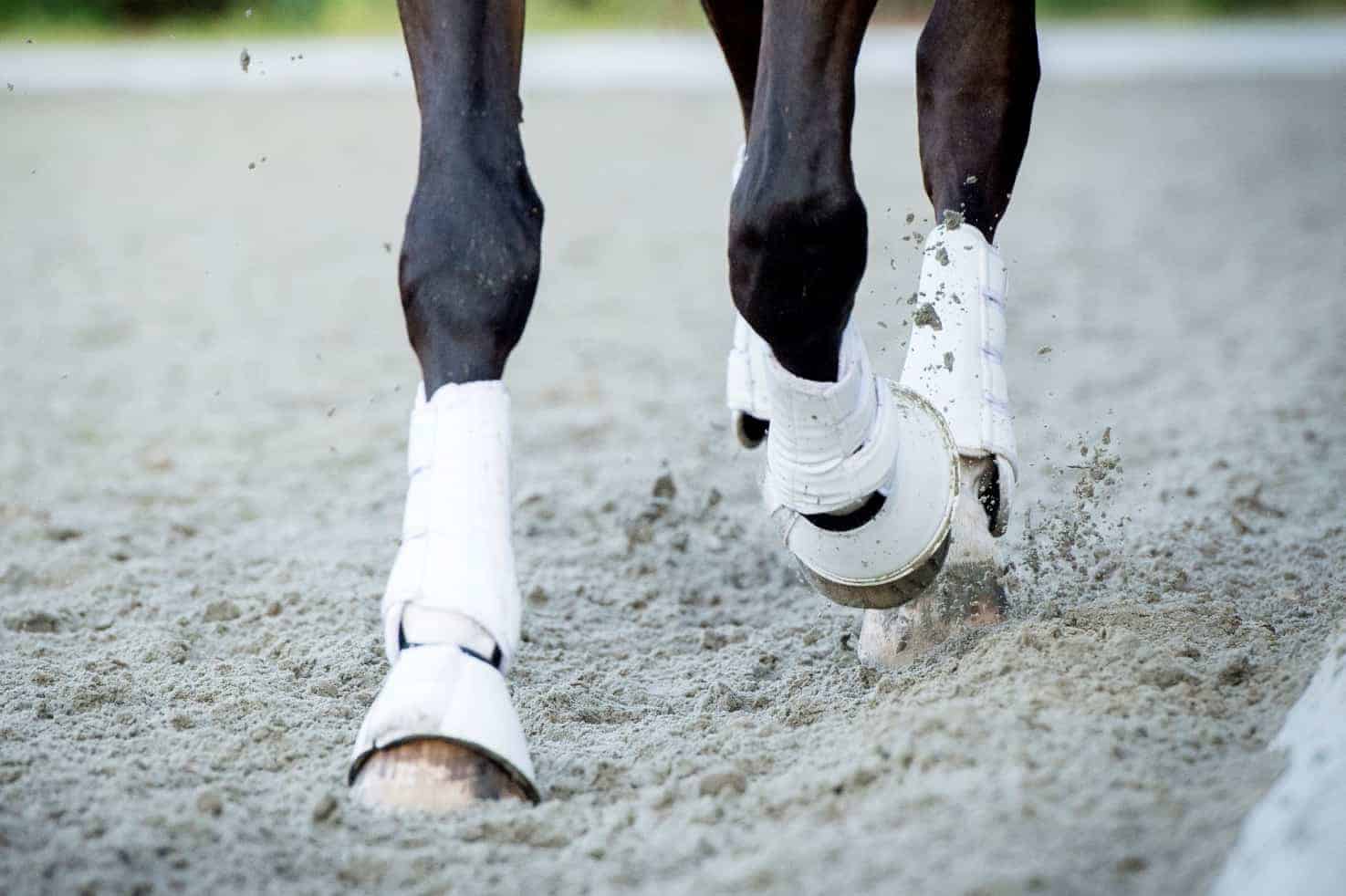 horse wearing boots, trotting in arena