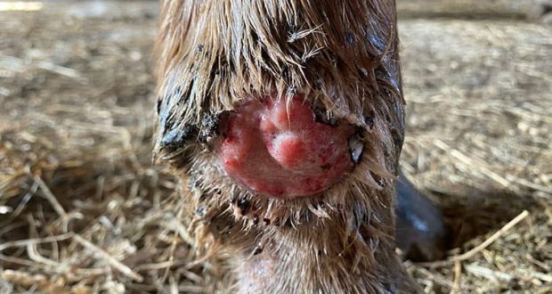 Understanding Proud Flesh