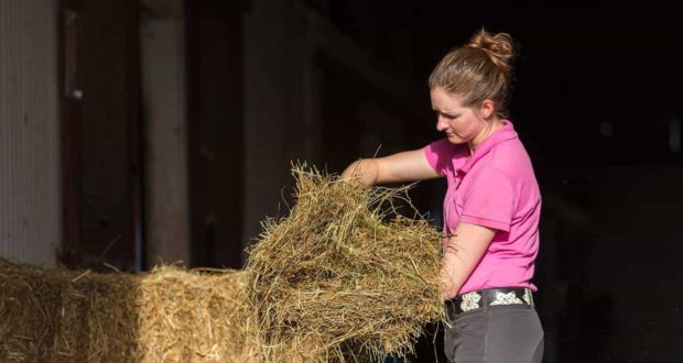 examining flake of hay