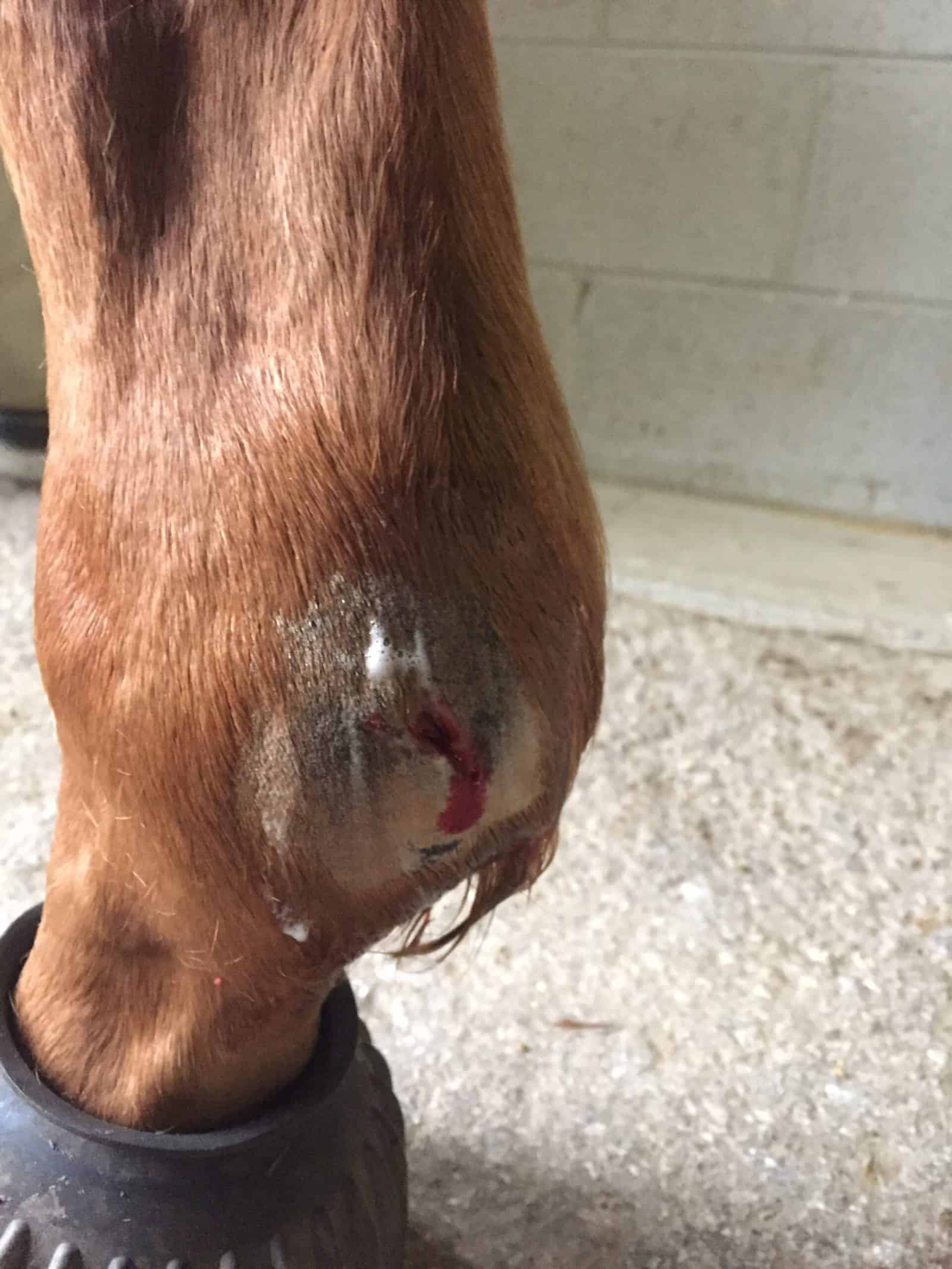 Help! My Horse