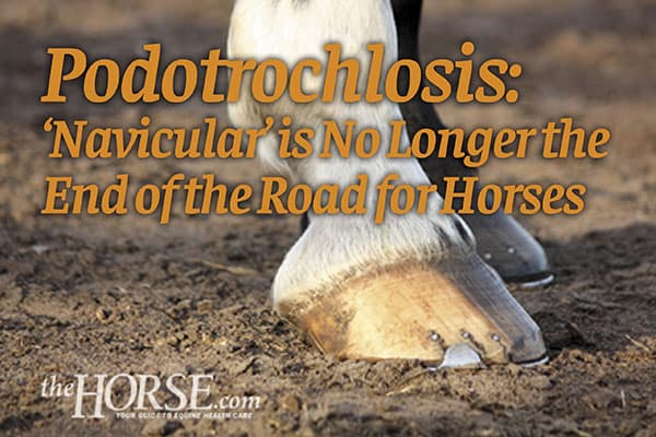 Podotrochlose : le « naviculaire » n'est plus la fin du chemin pour les chevaux