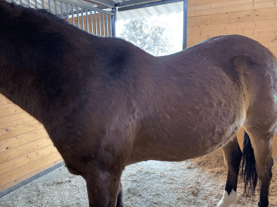 horse with hives