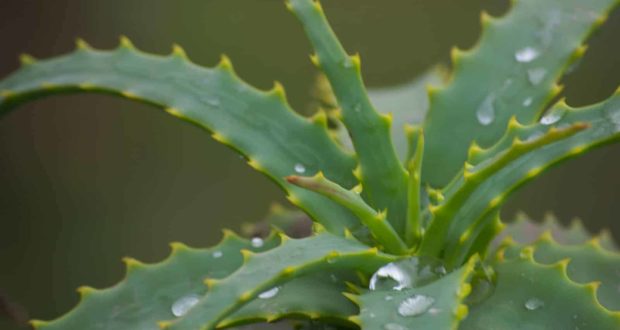 Aloe Very for Equine Ulcers?