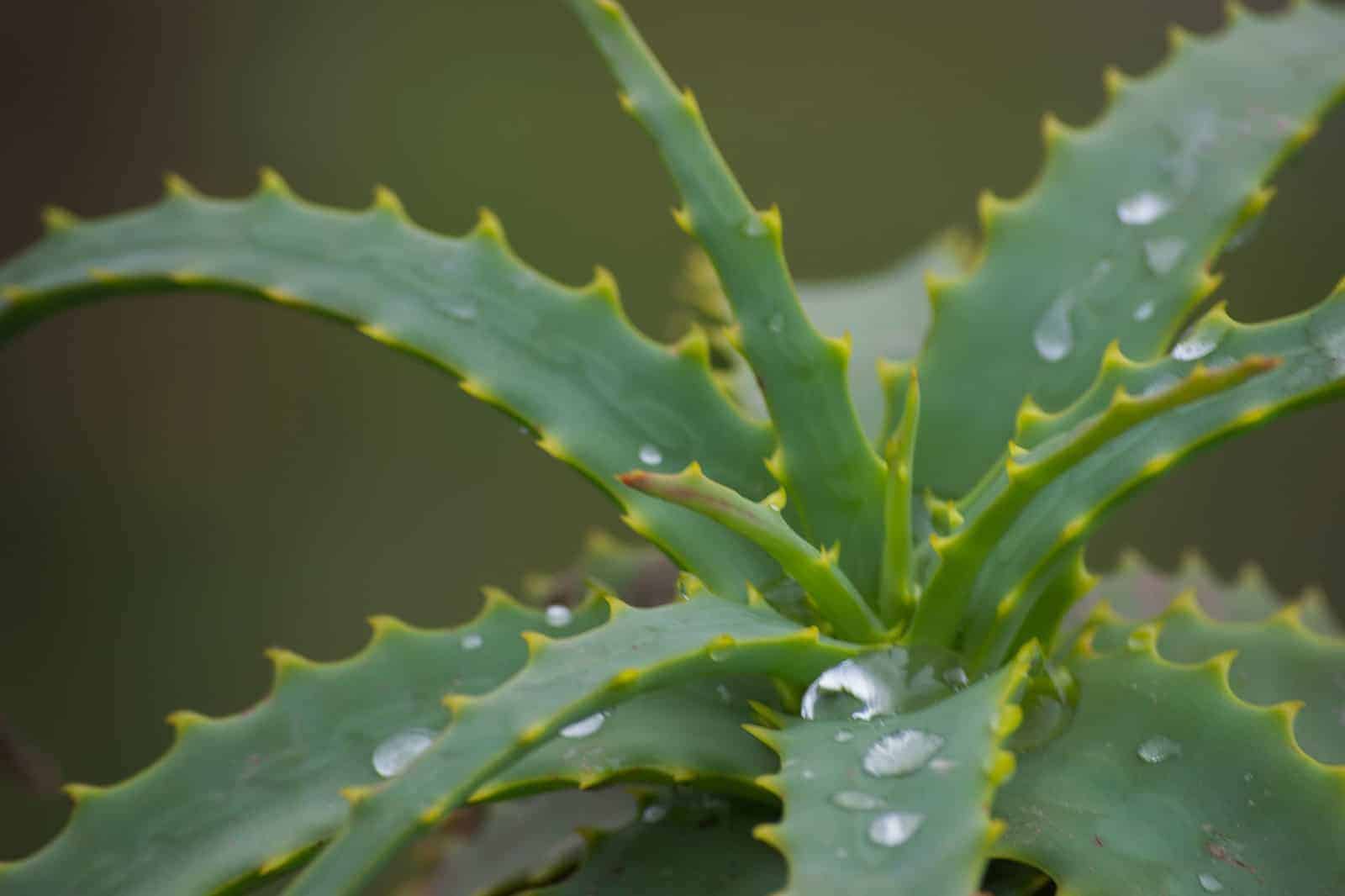 Aloe Very for Equine Ulcers?