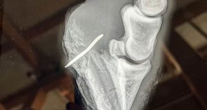 hoof puncture