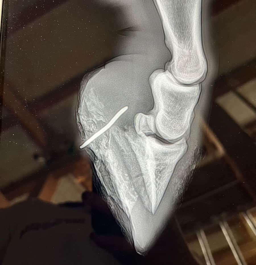 hoof puncture