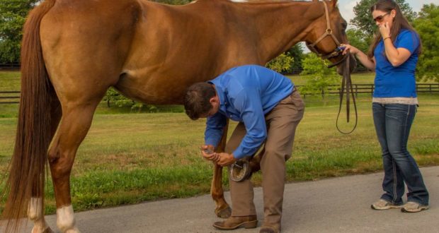 Front Foot Lameness in Horses: Don