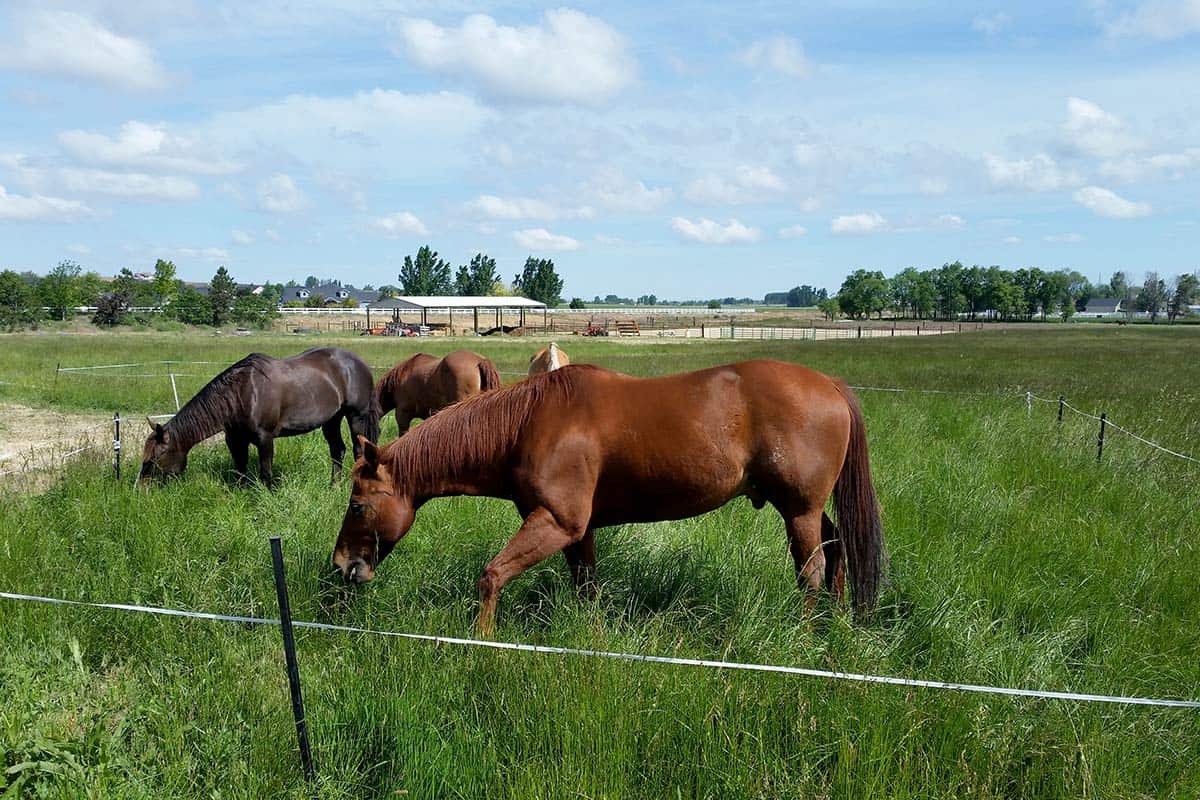 healthy pastures, rotational grazing