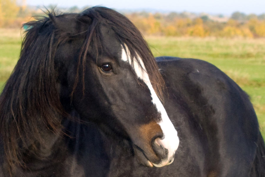 horse with pinned ears