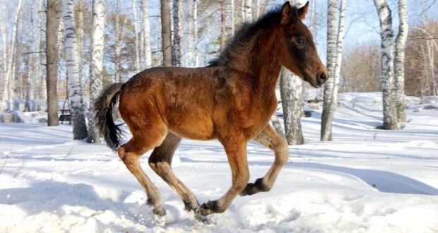 orphan foal behavior