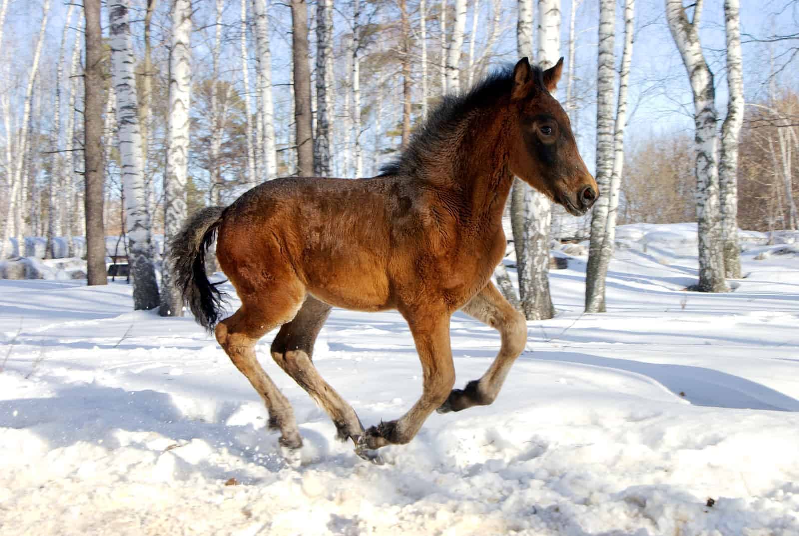 orphan foal behavior