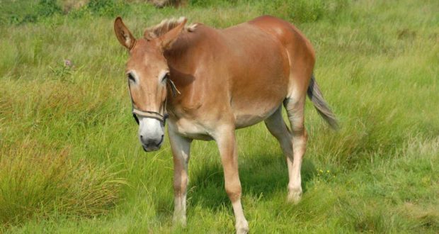 mule grazing in pasture
