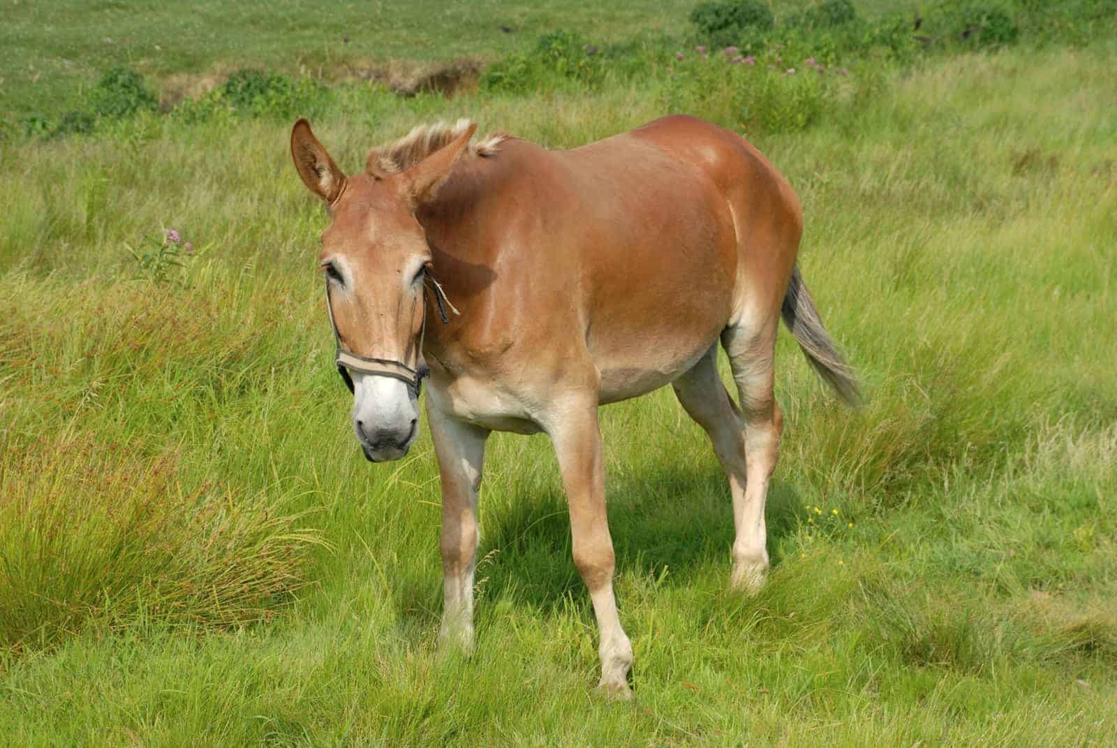 mule grazing in pasture