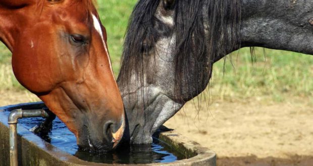 Understanding Horses