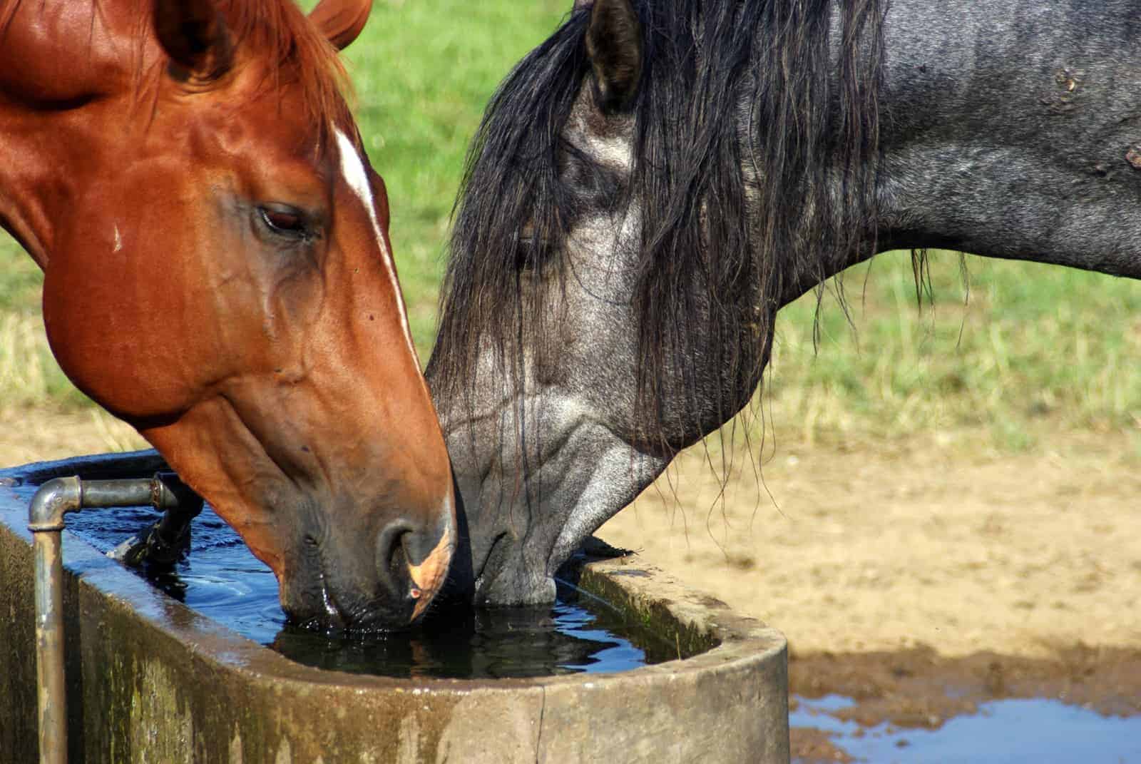 Understanding Horses
