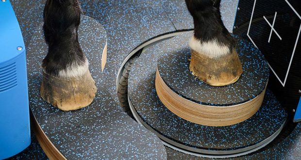 hallmarq standing equine CT