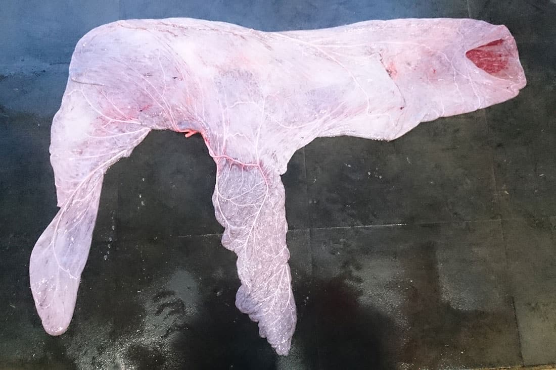 mule placenta