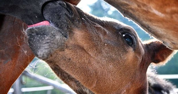 Feeding Milk Replacer When a Foal Needs Extra Nutrition