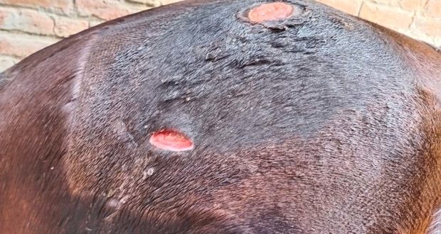 wounds treated  with the autologous PRP gel