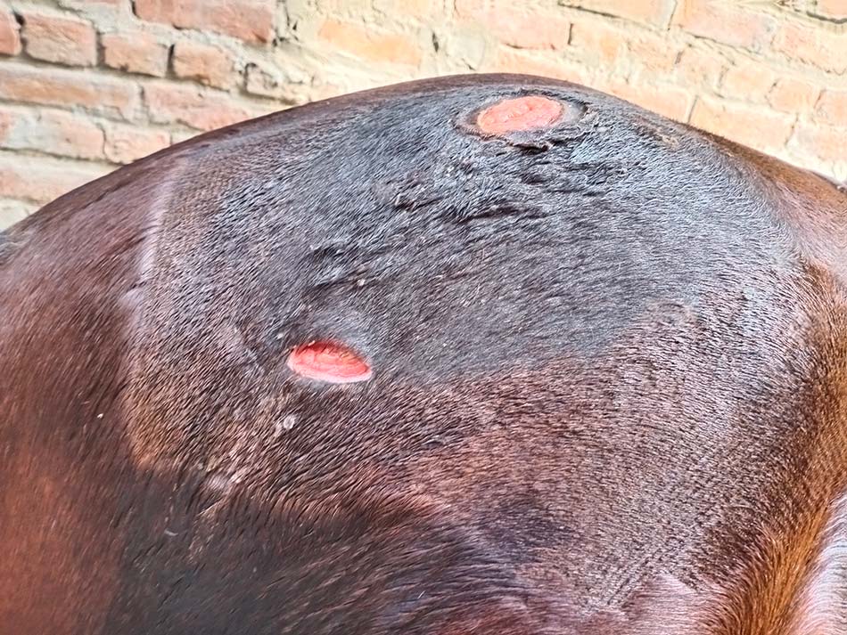 wounds treated  with the autologous PRP gel