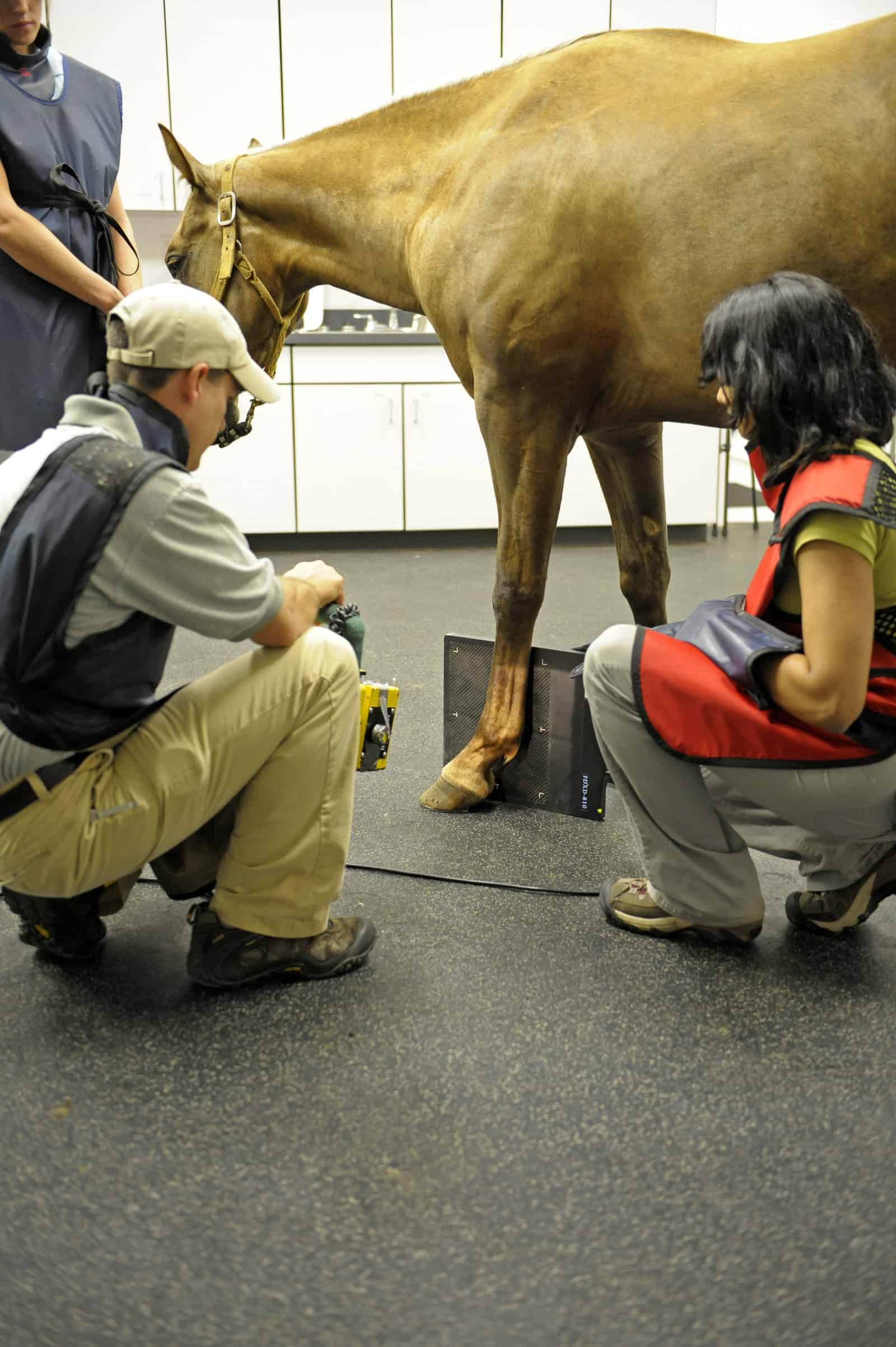 Fragments ostéochondraux et lésions cartilagineuses chez les chevaux