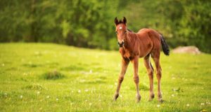 foal in pasture