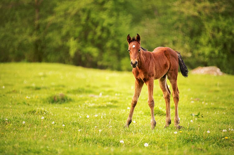 foal in pasture