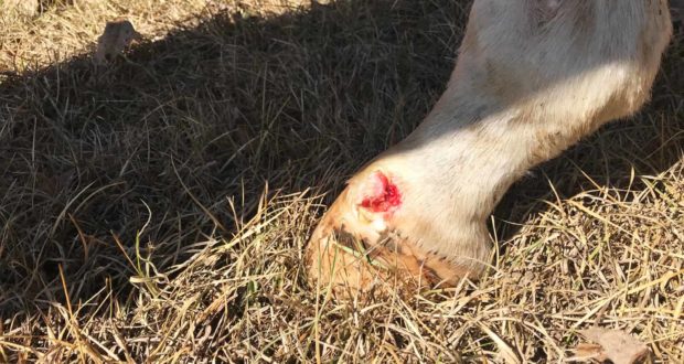 managing horse wounds