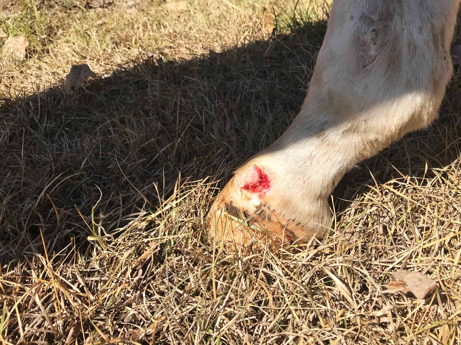 managing horse wounds