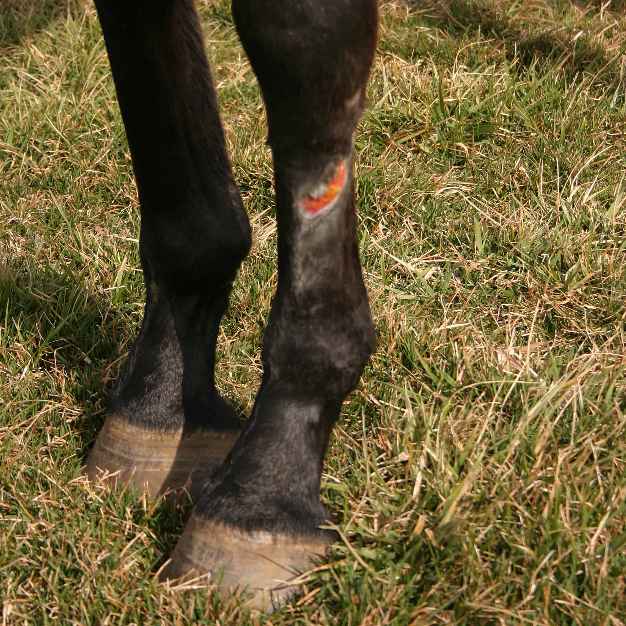 Managing Horse Wounds