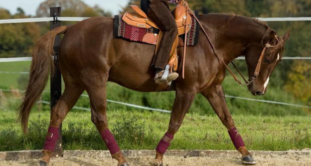 western horse trotting in arena