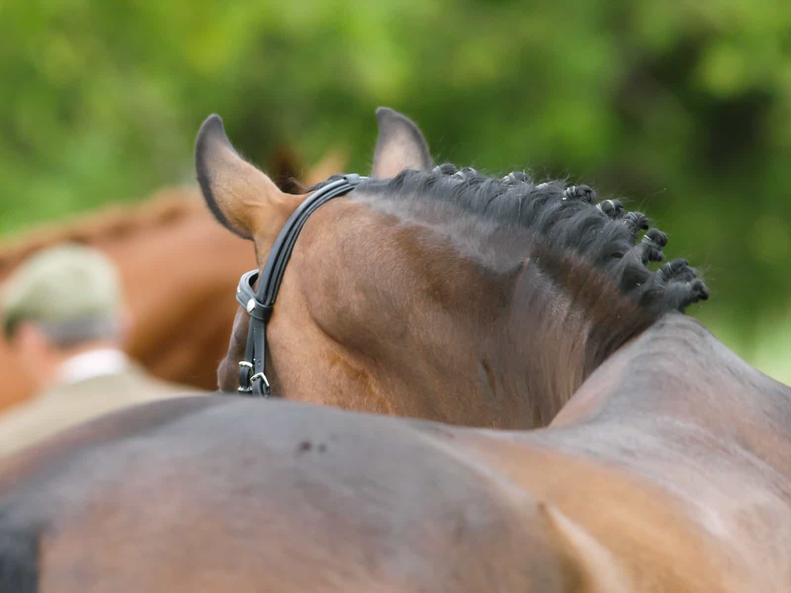Mustangs