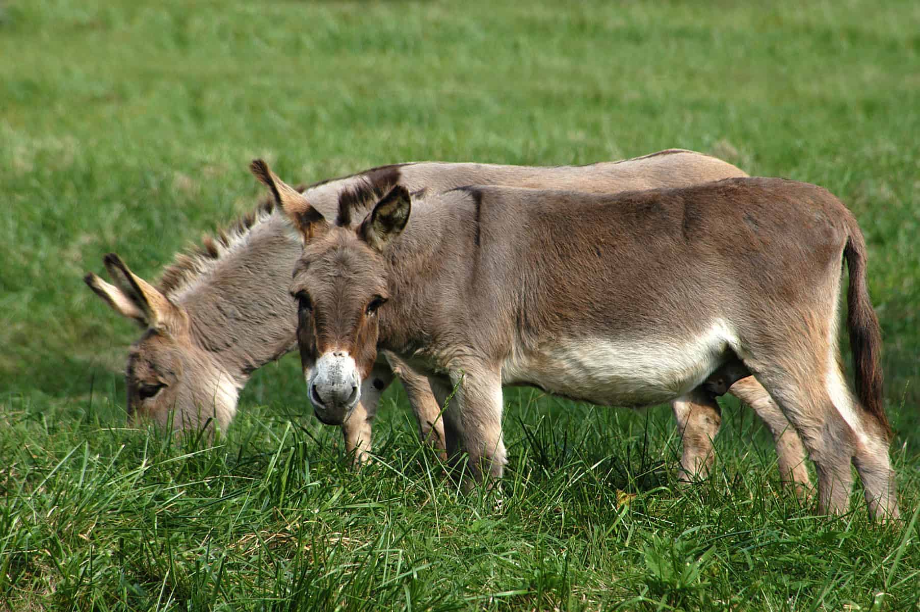 donkeys grazing in field