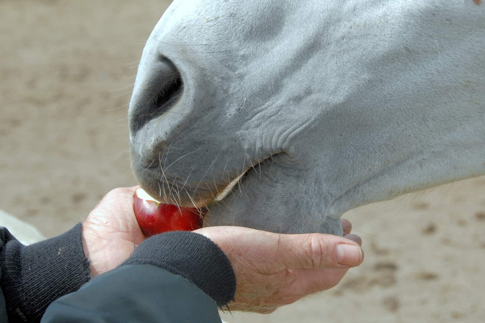 feeding horse an apple
