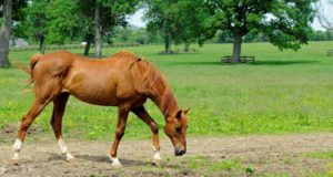 older horse in pasture