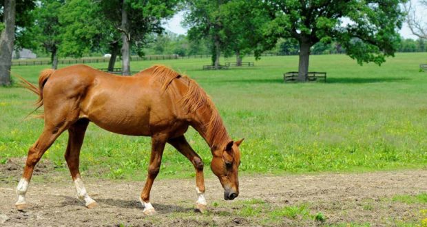 older horse in pasture