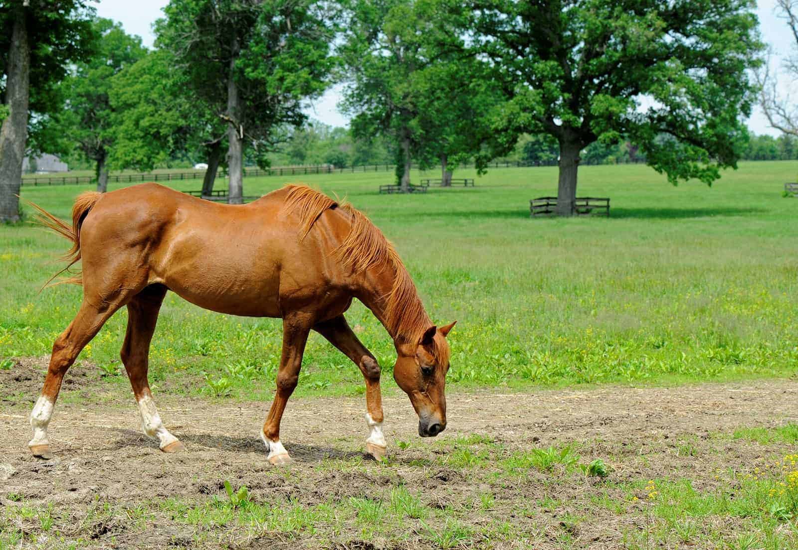older horse in pasture