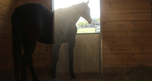 Horse in Dusty Stall