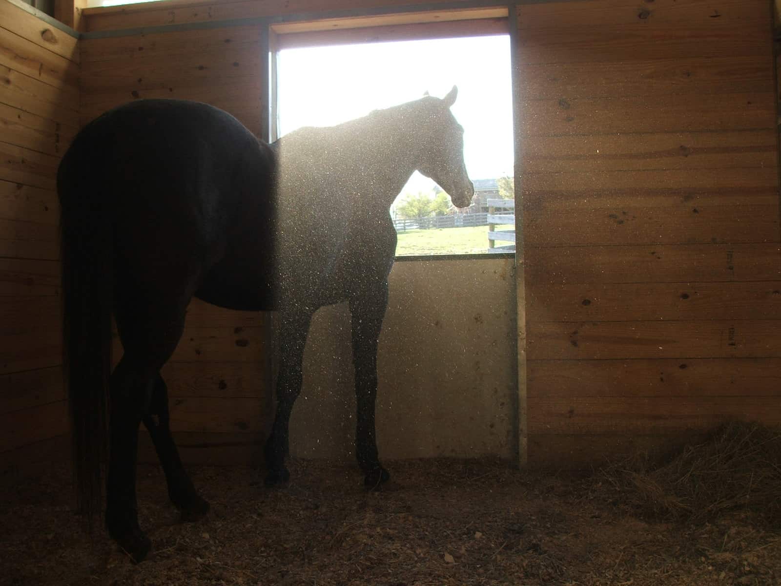 Horse in Dusty Stall