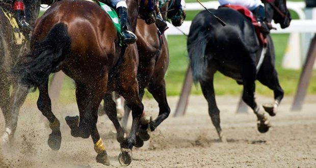 Thoroughbred racehorses