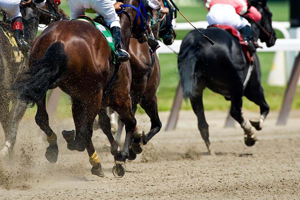 Thoroughbred racehorses